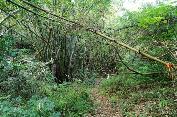 新竹 竹東三山 - 員崠子山、樹杞林山、新具庄山2528291