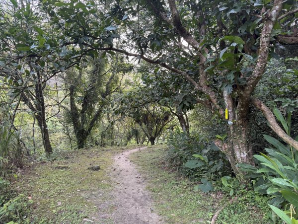 [微笑山線_第八段] 2026_0411 二格山系_西帽子岩3034941