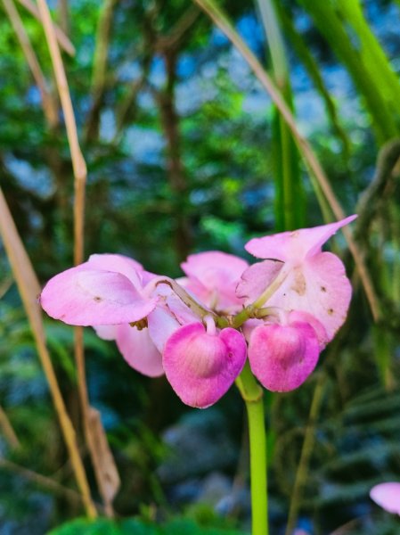 貴妃那結P 型縱走11310122621967