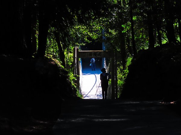 如童話般的森林步道-武陵桃山瀑布步道1190809