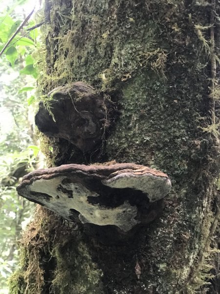 哈盆古道-波露南山-波露山O型走1475885