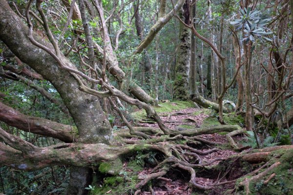 桃園復興區  東卡O縱2823817
