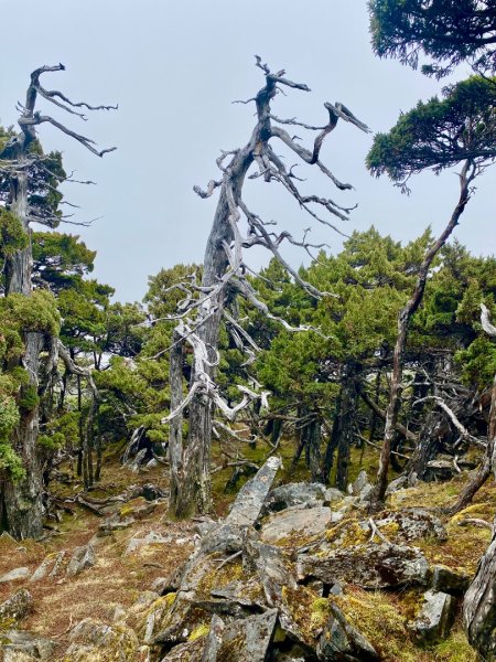 啟動高山度假模式~金牌三小隊之馬博橫斷8日2964943
