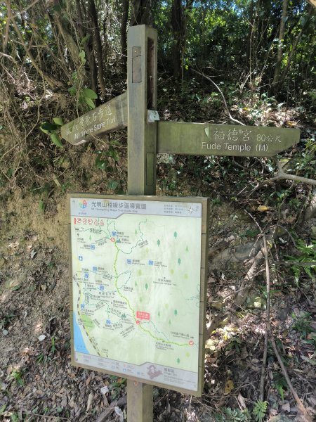 20250815微笑山線大棟山系百年大榕樹段2859922