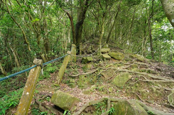 新北 新店 獅仔頭山、粽串尖、大丘田山2804275