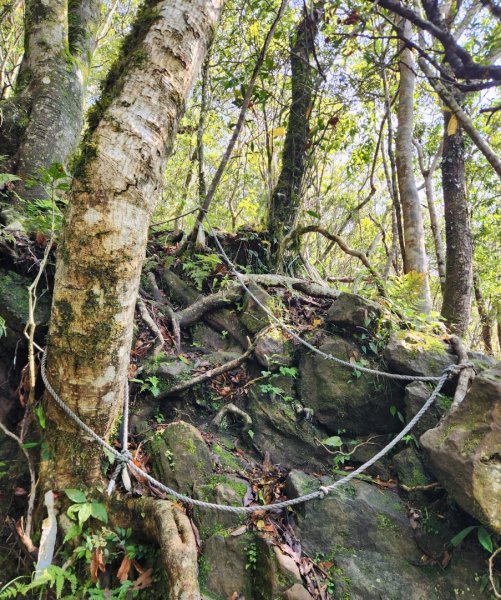 【中級山縱走】魯壁山，東穗山，大島田山，宇老觀景台2771634