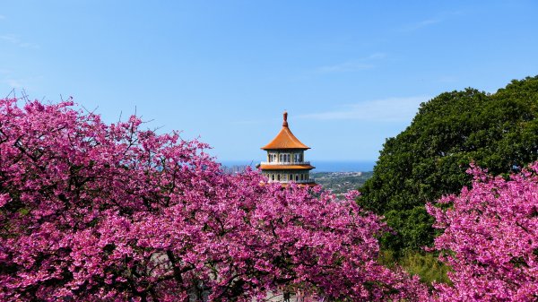 《蝶戀花·天元宮櫻吹雪》封面