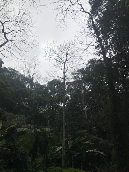 上坪山經五指山由大隘山下觀音寺1291275