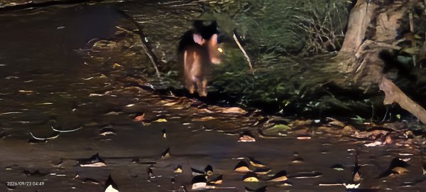#翡翠水庫壩頂 #山羌 #霞光 #日出 #雲海 9/233121771