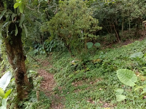 雙溪區大埤古道左線+柑腳山+570峰+大埤格+大埤古道右線O型2828793