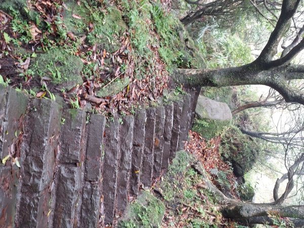 小油坑～七星山～冷水坑～擎天崗1940743