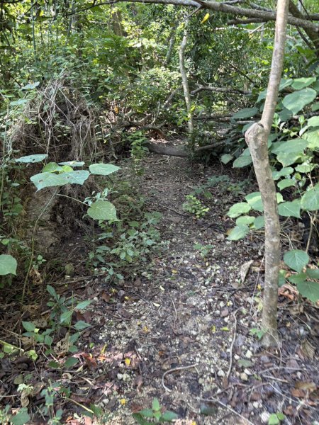 20251115壽山步道(元亨寺免費停車啟登)2938479