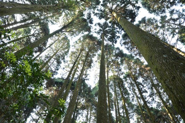 加里山鹿場、杜鵑嶺893664