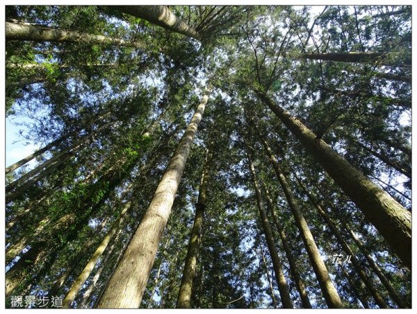 溪頭/山芙蓉之旅712603