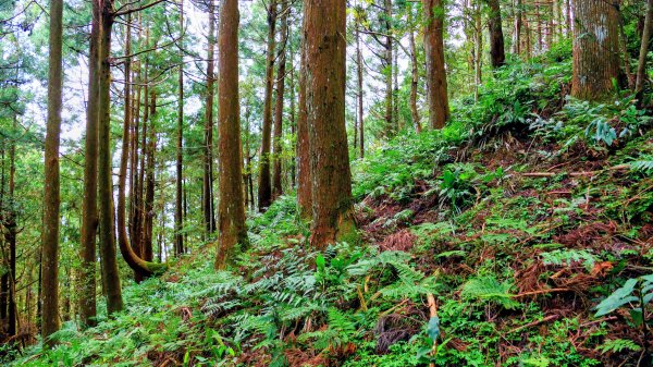 油羅山(一上三下)2959177