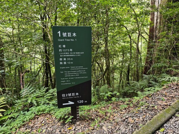 2025_0713 拉拉山神木群步道2837306