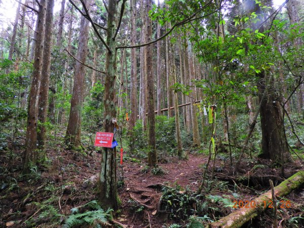 新竹 五峰 麥巴來山1217941