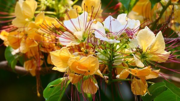 加羅林魚木,松菸文創園區3038149