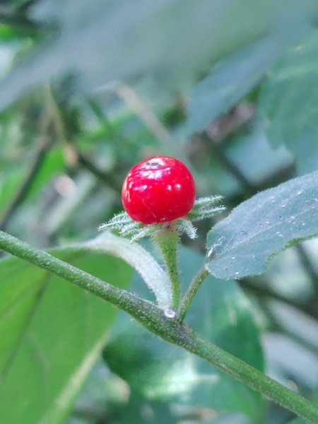 唐麻丹山 蝴蝶谷2918882