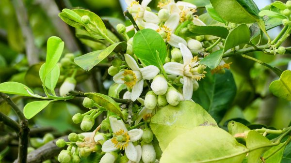 《臨江仙。黃花風鈴木》2735414