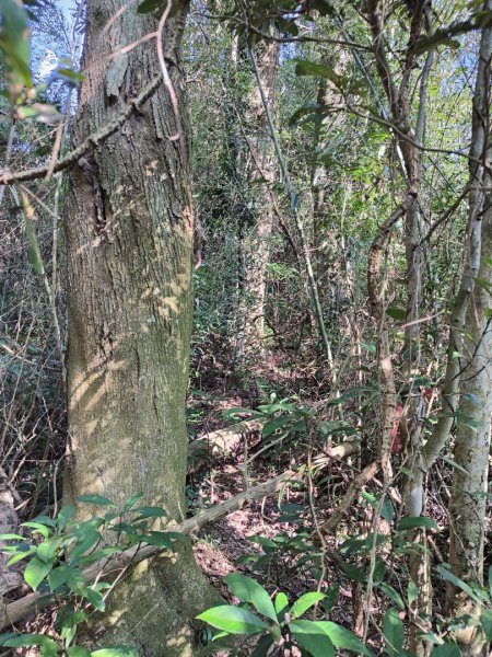 2024.02.17 關西金山2845307