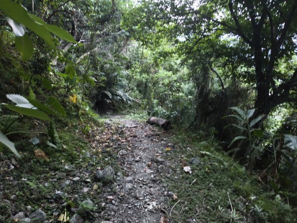 [漫遊縱谷 愛在花東-09/10] 2025_1012 米棧古道2913558