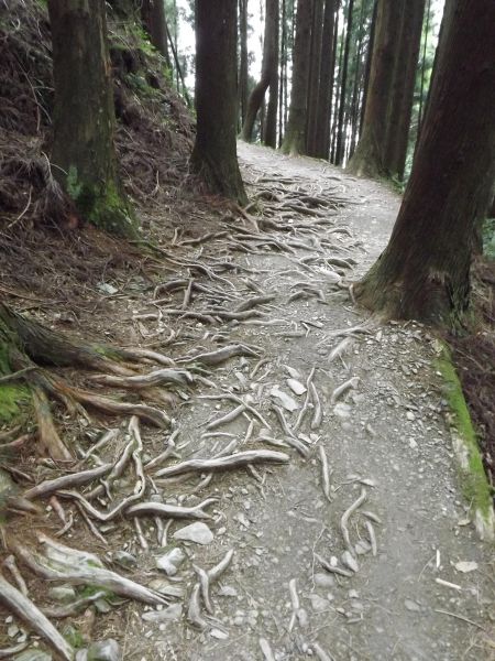 20110724 觀霧檜山巨木森林步道187212