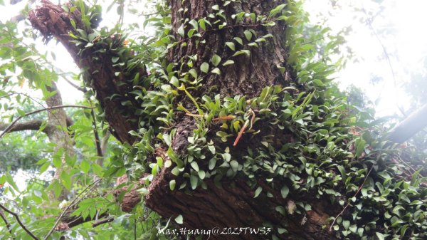 《南投》峰峰相連｜草屯九九峰森林步道O型202509062879325