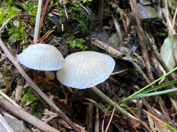 塔塔加黑森林2668045