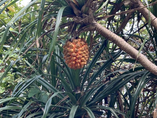 鼻頭角步道2872169