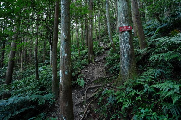 新竹 尖石 高台山、島田山2327032