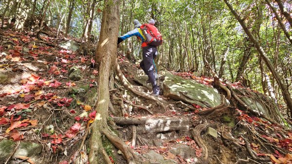 20251212稍來山賞楓2964442