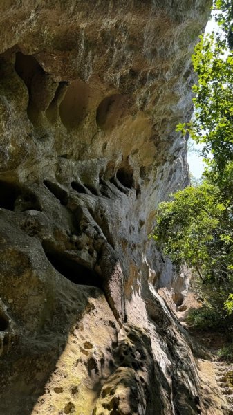 孝子山、普陀山、慈母峰賞鹿子野百合O走2592950