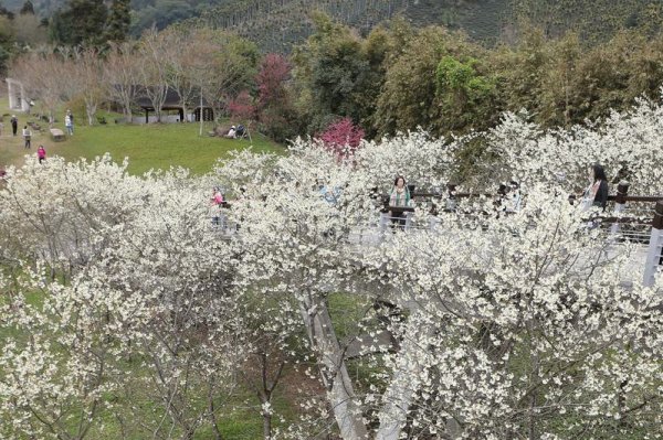 【賞花】寒溪呢福爾摩沙白櫻緋寒櫻盛開 為阿里山櫻花季暖場