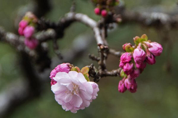 2026-03-28 阿里山3027229