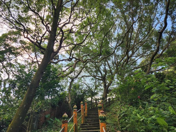 樹杞林山｜竹東森林公園步道×大鄉自然步道3060537