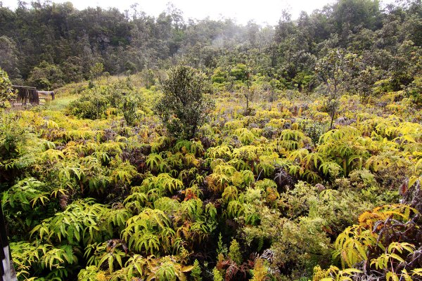 夏威夷火山國家公園613300