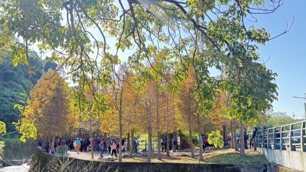 桃園大溪-花彩節🌼李騰芳古厝-月眉落雨松2981332