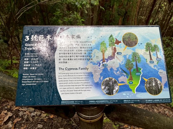 新竹 五峰 觀霧國家森林遊樂區 蜜月小徑+檜山巨木群步道2811468