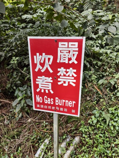 [百山百鳥尋旅-05/15] 2025_0830 溪頭賞鳥步道_觀景步道2875596