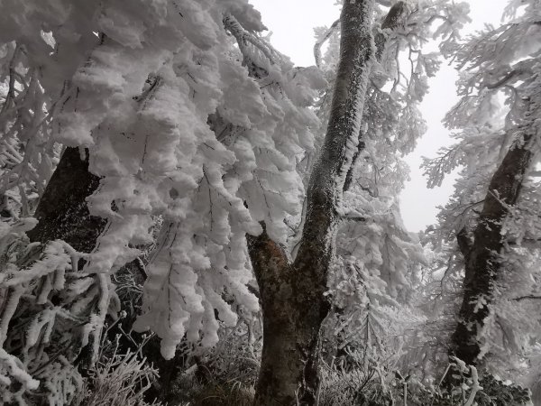 寒流到北得拉曼&內鳥嘴山追雪 - 2021/1/91322653