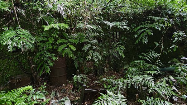 楊廷理古道2814593