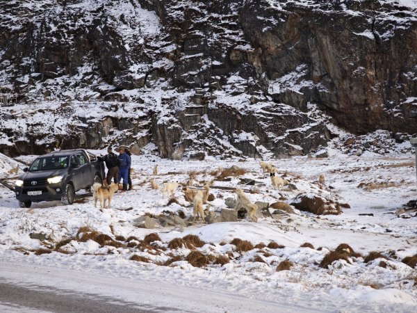 [紐約馬之行-32] 2025_1106 格陵蘭犬2947917