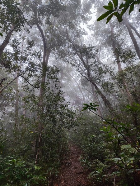 谷關老八阿冷山2699784