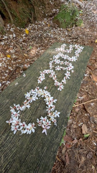 114.05.04三芝桐花步道-百年田梯步道-大鵬足湯公園2779895