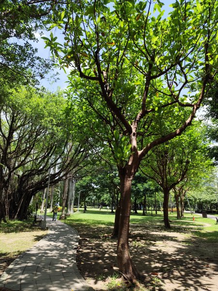 大安森林公園【走路趣尋寶】【臺北健走趣】2551444