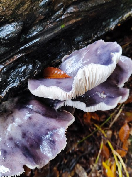 北得拉曼神木群連走內鳥嘴山2940207