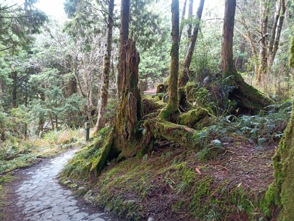 太平山檜木原始林步道1293022