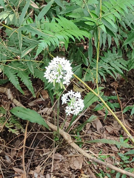 微笑山線：【天上山系】望月亭桐花段2855482