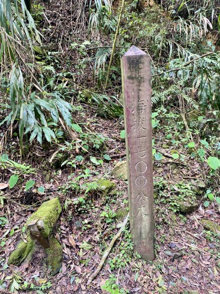 溪頭散步悠遊    2024.5.202517706